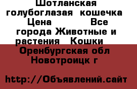 Шотланская голубоглазая  кошечка › Цена ­ 5 000 - Все города Животные и растения » Кошки   . Оренбургская обл.,Новотроицк г.